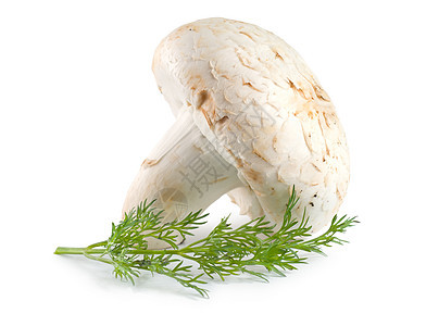 蘑菇和农贸市场宏观白色植物影棚食物素食食用菌蔬菜农业图片