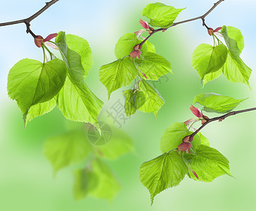 树叶拼贴图案背景植物学花园枝条边界宏观花卉色彩墙纸图片