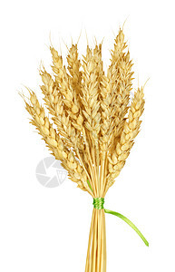 小麦芽植物金子农业影棚庄稼谷类颜色黄色素食生长背景图片
