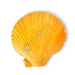 橙色海壳背景图片