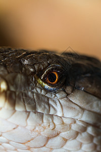 蓝舌皮肤蜉蝣动物学蜥蜴动物异国眼睛危险情调宏观石龙子图片
