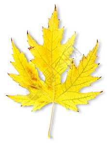 秋叶纹理白色金子黄色枫树植物学叶子背景图片