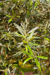 橄榄树开花树干木头植物绿色枝条叶子图片