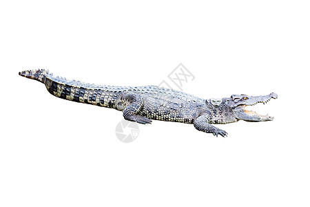 来自泰国的成年鲜水鳄鱼猎人力量沼泽皮肤爬虫热带生物眼睛食肉野生动物图片