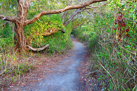 海岸草原轨迹生态场景公园林地人行道植物娱乐杂草环境远足图片