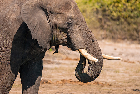 大象饮酒游戏旅游生态旅游衬套野生动物家公园动物象牙濒危耳朵图片
