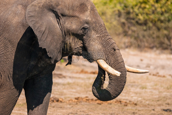 大象饮酒游戏旅游生态旅游衬套野生动物家公园动物象牙濒危耳朵图片