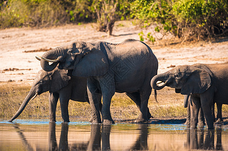 一群大象饮酒生态公园厚皮旅游家公园野生动物鼻子衬套栖息地哺乳动物图片