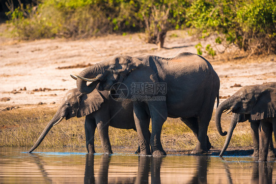 一群大象饮酒衬套游戏哺乳动物栖息地家公园公园荒野生态国家鼻子图片