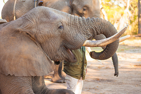 大象食用动物哺乳动物耳朵厚皮灰色獠牙花生游戏树干荒野图片