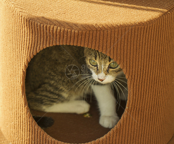盒中猫尾巴主题猫科动物哺乳动物宠物工作室友谊头发毛皮小猫图片