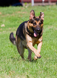 德国牧狗工人童年青年训练哺乳动物房子犬类牧羊人毛皮跑步图片