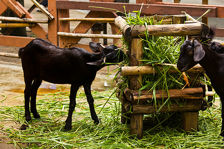 山羊以绿草为食动物园石头草地家畜牧场场景食物动物房子孩子图片