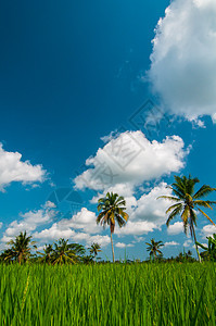 稻田和椰子棕榈食物旅行土地种植园农场蓝色农业天空粮食热带图片