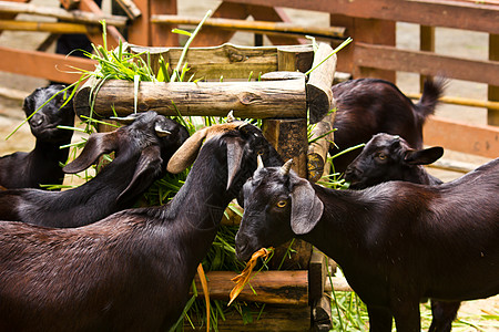 山羊以绿草为食旅行草地农场场景动物场地家畜石头阳光岩石图片