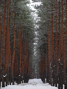 森林树木季节针叶松树图片