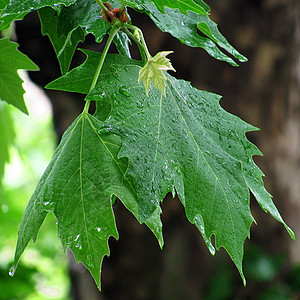 湿叶天气植物群绿色叶子树叶图片