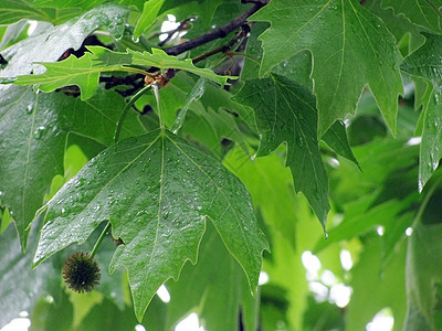 雨下的树叶叶子植物群绿色天气图片