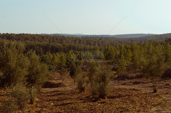 以色列的自然性质蓝色树木灌木生态衬套环境场地天空教养农村图片