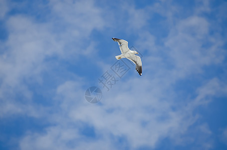 天空背景的海鸥图片