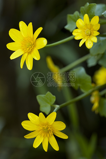 黄花果绿色植物叶子花瓣黄色性质植物宏观背景无花果图片