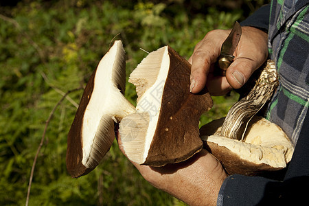 蘑菇采摘器采摘机雨后春笋棕榈宏观男人小刀蔬菜食物森林图片