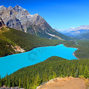 加拿大佩托湖森林绿地风景荒野场景植物爬坡蓝色针叶树环境图片