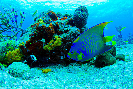 天使鱼荒野珊瑚礁水族馆异国情调神仙鱼海洋珊瑚海绵海洋生物图片