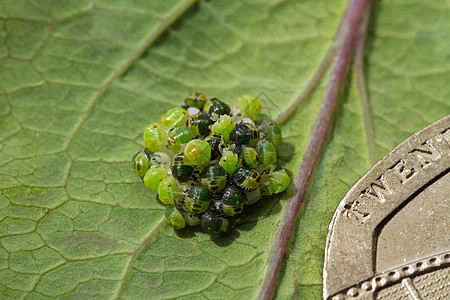 绿盾虫孵化和20p硬币图片