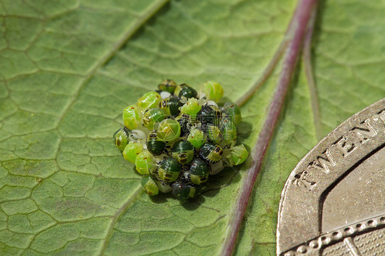 绿盾虫孵化和20p硬币图片
