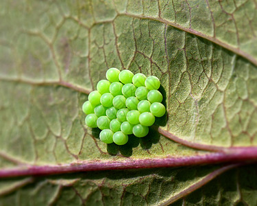 共同绿盾虫蛋图片