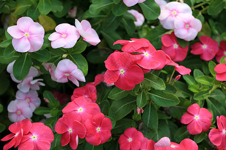 粉红 Periwinkle花园植物草本植物宏观花瓣草地生长蓝色花束美丽图片