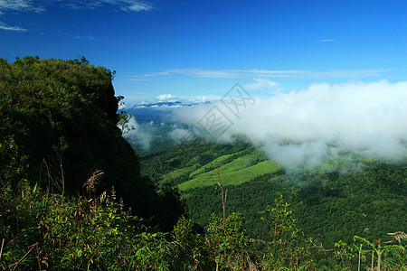 热带山脉叶子环境松树天空旅行植物森林树干季节蓝色图片