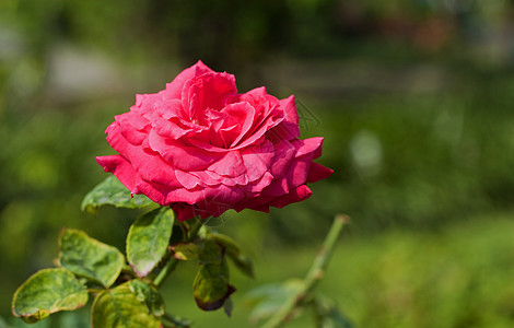 红玫瑰玫瑰红宝石花瓣玫瑰丛衬套植物群叶子礼物美丽宏观图片