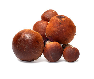 蘑菇常委熟食菌类水果工作室土鳖食物宏观棕色季节图片
