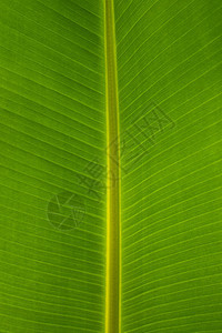 香蕉叶背景公园宏观棕榈生态热带绿色花园环境季节森林图片