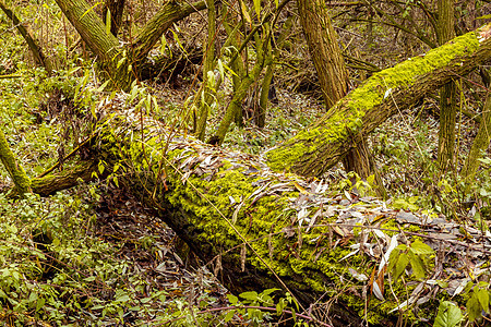 树干上亮绿色的绿苔青草地衣团块苔藓植被树木森林植物棕色植物学生长图片