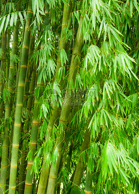 竹木树环境植物荒野生长竹子叶子绿色丛林树林管道图片