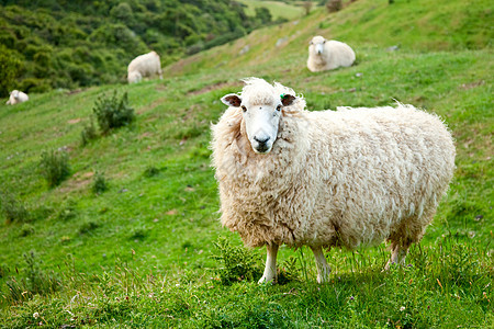 羊乡村哺乳动物动物牧场场景农业羊肉白色农场草地图片