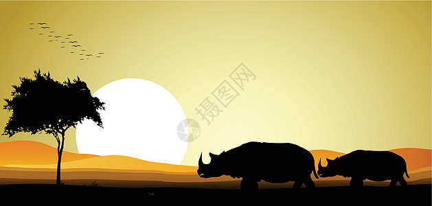 美丽的一对有日落背景的母犀牛图片