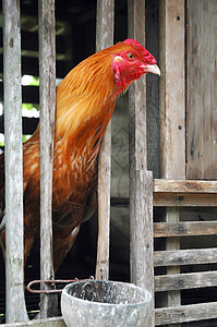 木笼中的公鸡波峰动物梳子鸟类农业居住母鸡男性动物群乡村图片