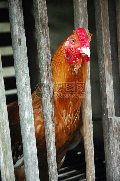 木笼中的公鸡农业波峰农场家畜动物群小鸡宠物家禽梳子母鸡图片