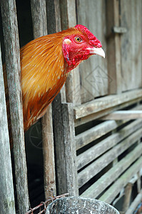 木笼中的公鸡农业家畜小鸡农场尾巴梳子乡村居住宠物母鸡图片