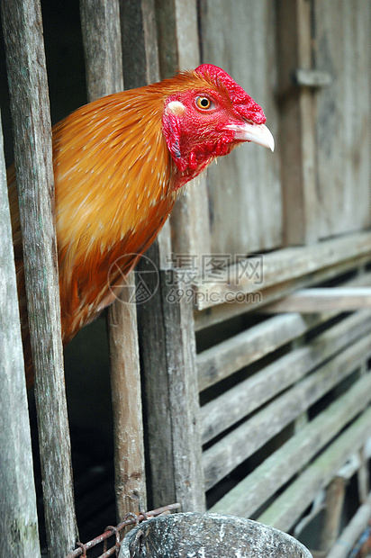木笼中的公鸡农业家畜小鸡农场尾巴梳子乡村居住宠物母鸡图片