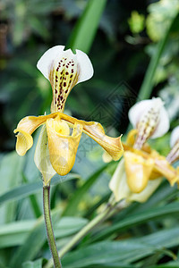 紧贴女士的拖鞋兰花植物植物学热带荒野展示实验室叶子美丽兜兰芦荟图片