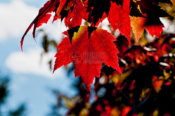 红色树叶 背光照亮图片