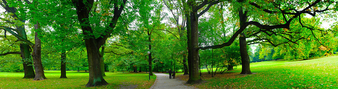 秋天公园树叶车道场景长椅公园美丽植物生长墙纸树木图片
