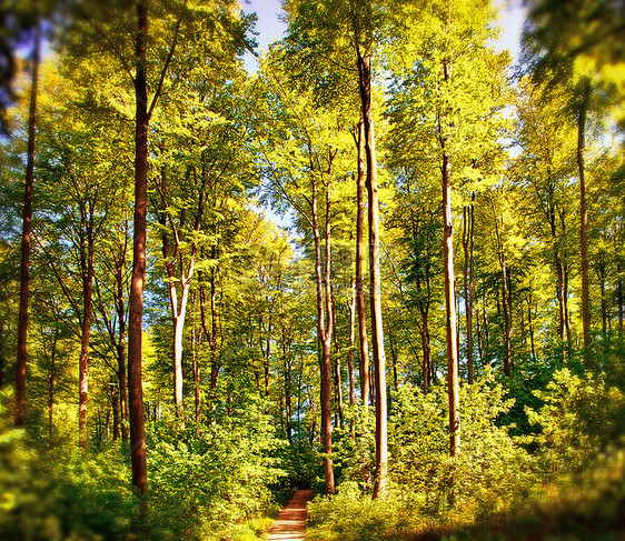 Beech森林生长小路农村下方树梢树干低角度蓝色叶子山毛榉图片