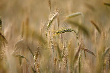 小麦草地土地耳朵种子培育收成食物植物粮食环境图片
