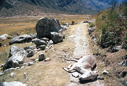 秘鲁的Alpamayo山基地营地 有死驴条图片